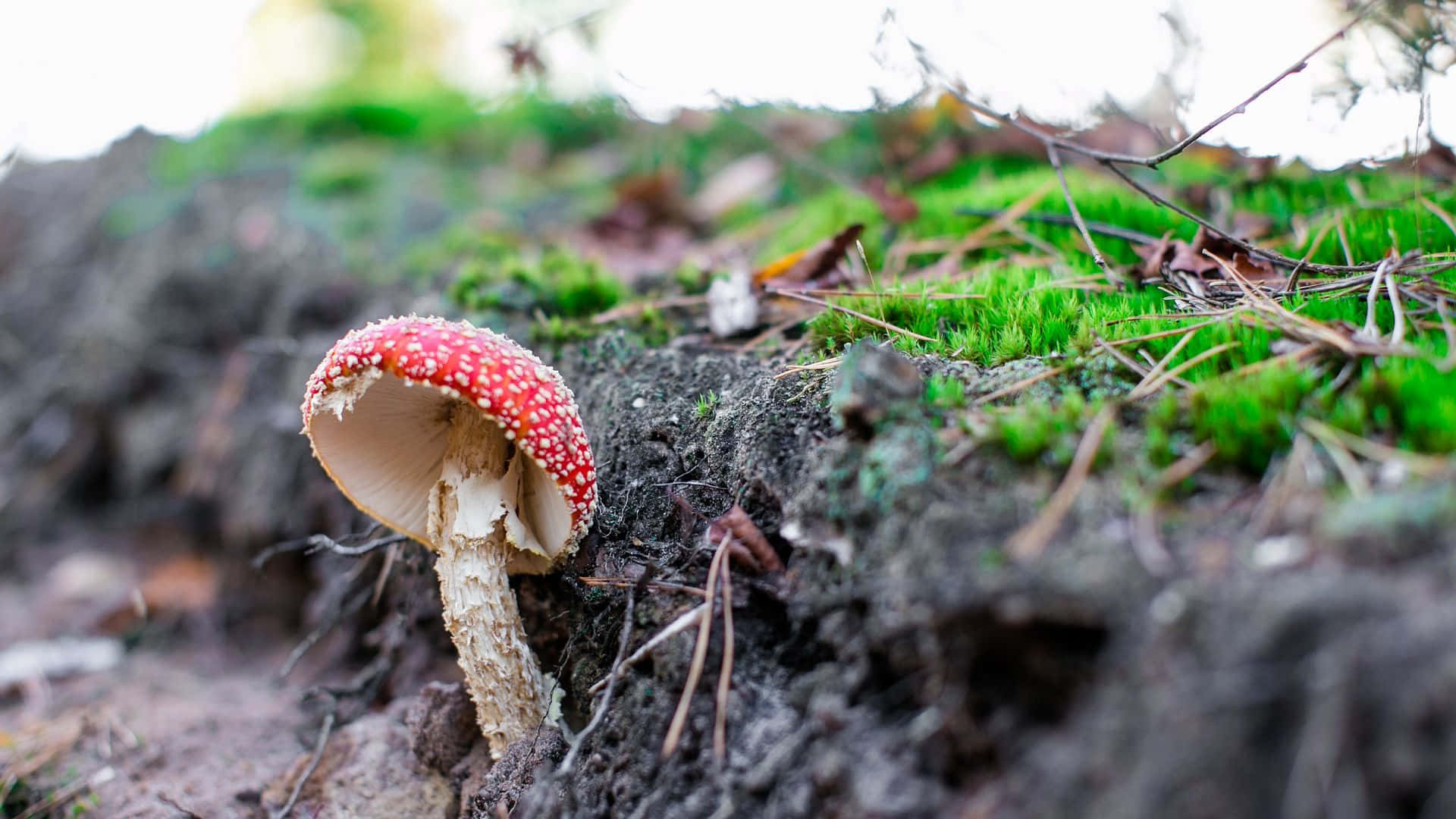 Fly Agaric Fungus On Damp Soil With Moss Background