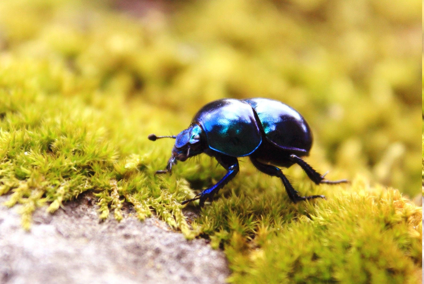 Fly Dung Beetle Wallpaper