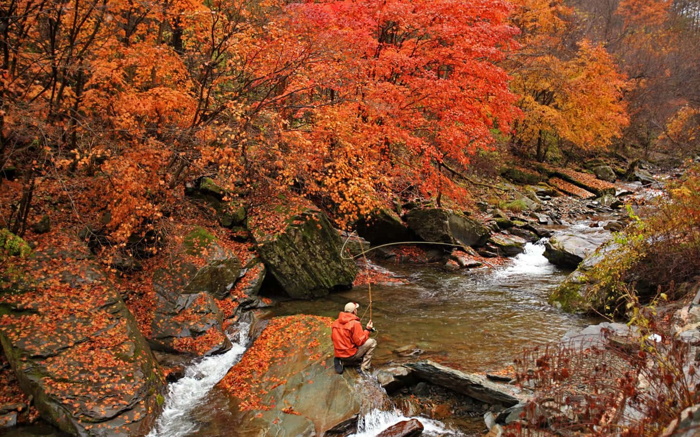 Fly Fishing Autumn Forest River Photography Wallpaper