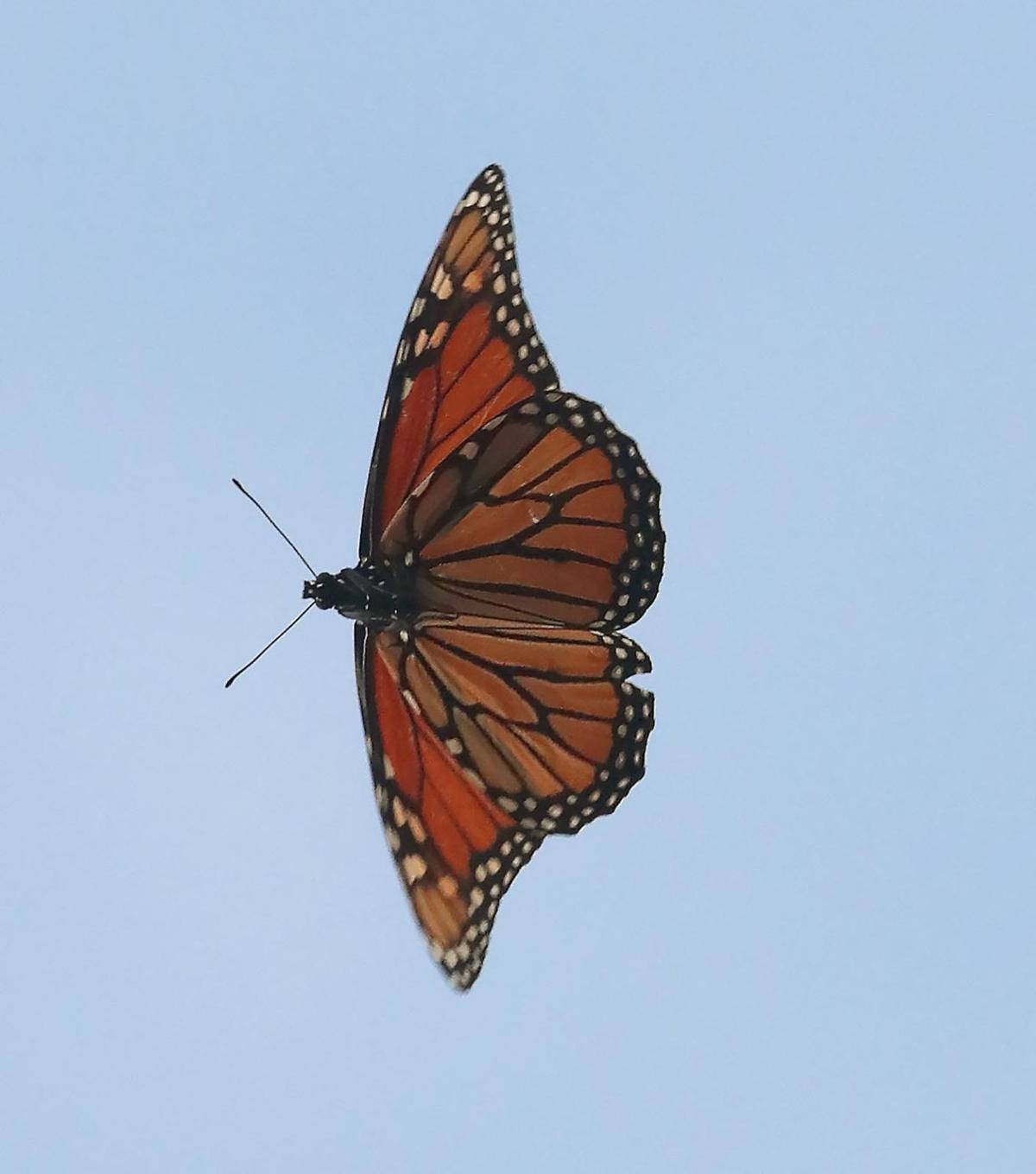 Flying Aesthetic Orange Butterfly Closeup Wallpaper