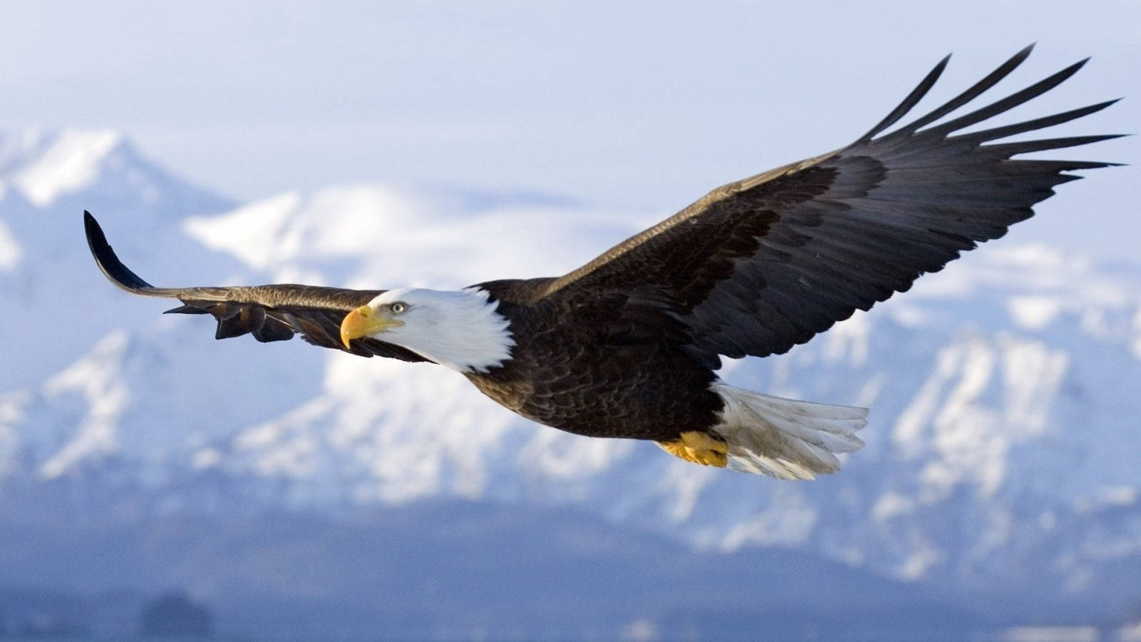 Flying Aguila Bird Over Glacier Mountains Wallpaper