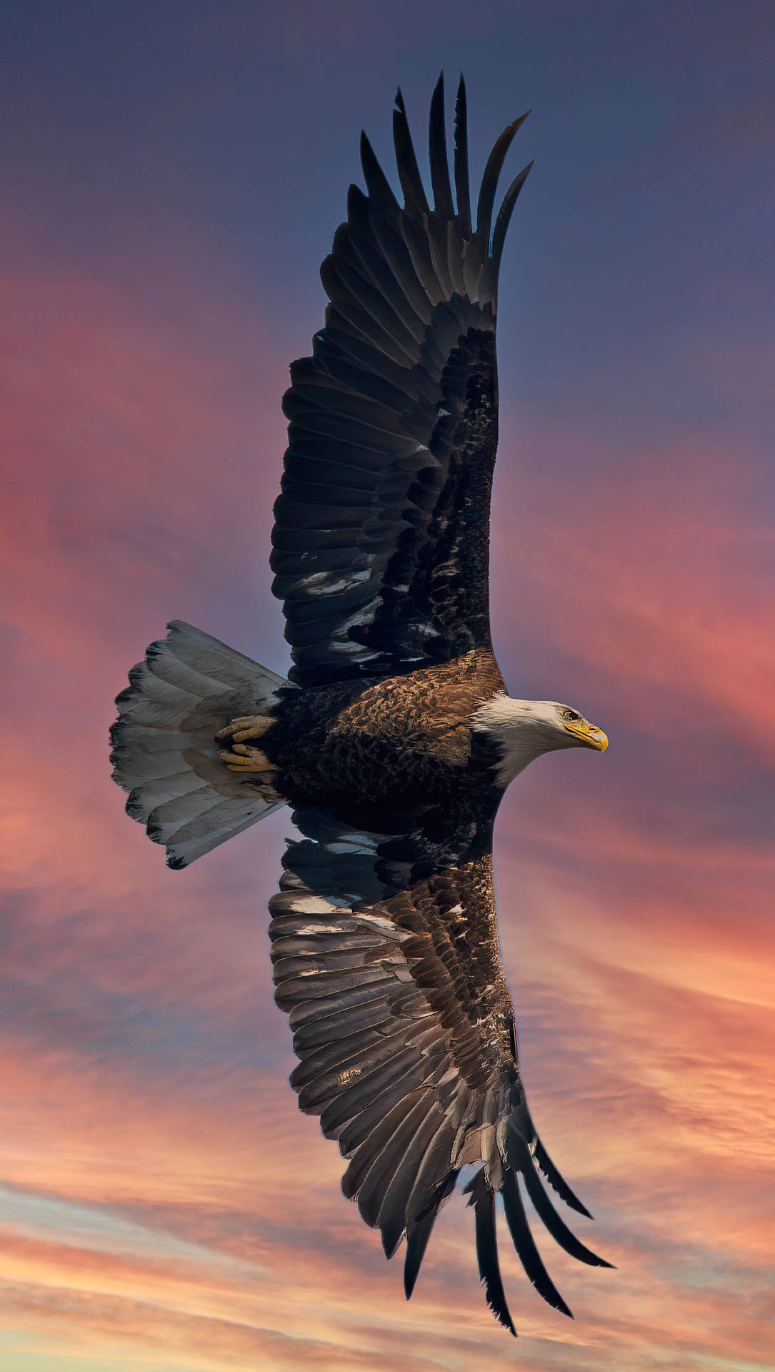 En flyvende Aguila med stor vingespan over en baggrund af rullende hav. Wallpaper