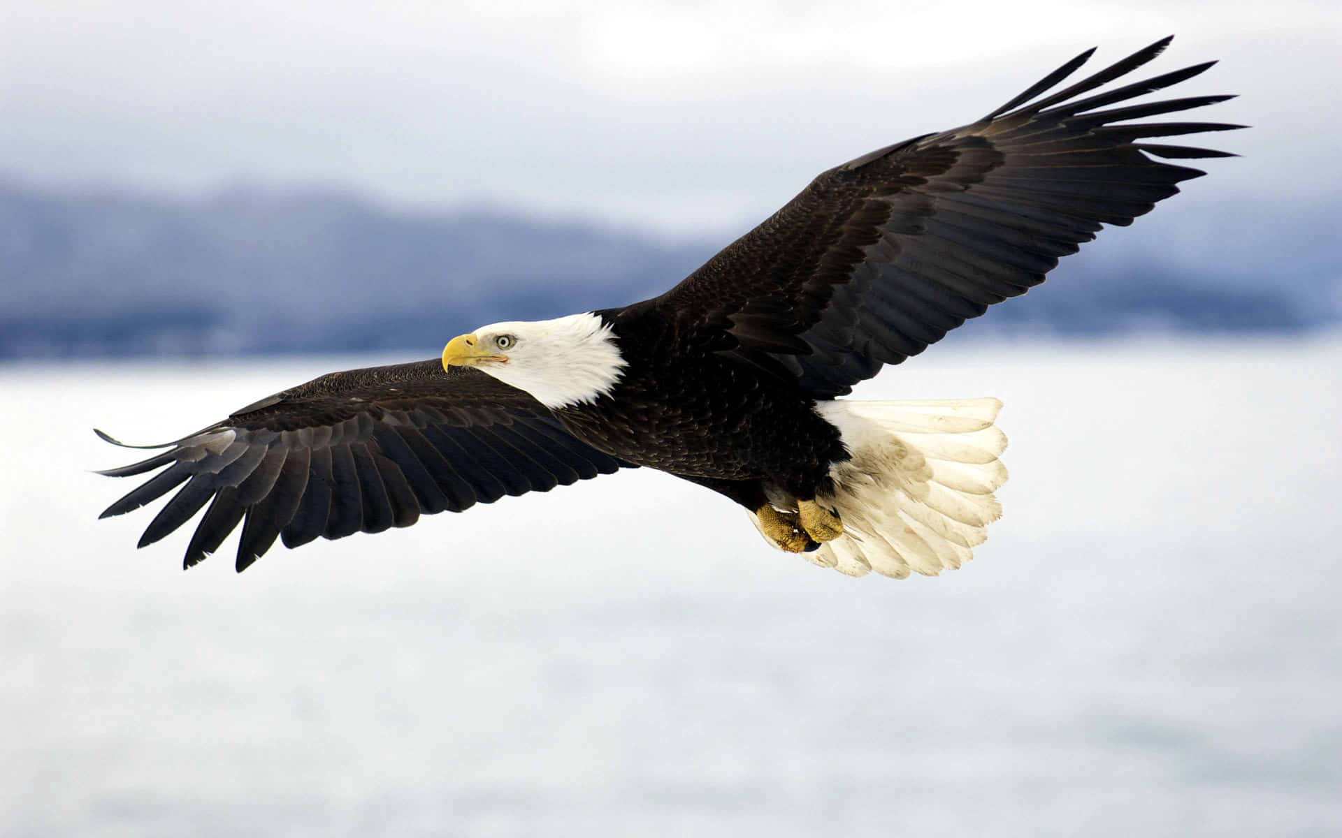 Flying American Bald Eagle Specie Wallpaper