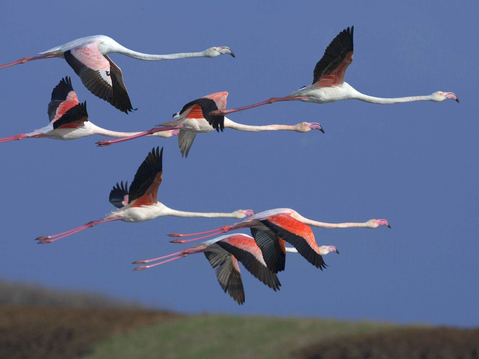 Flying Andean Flamingos Wallpaper