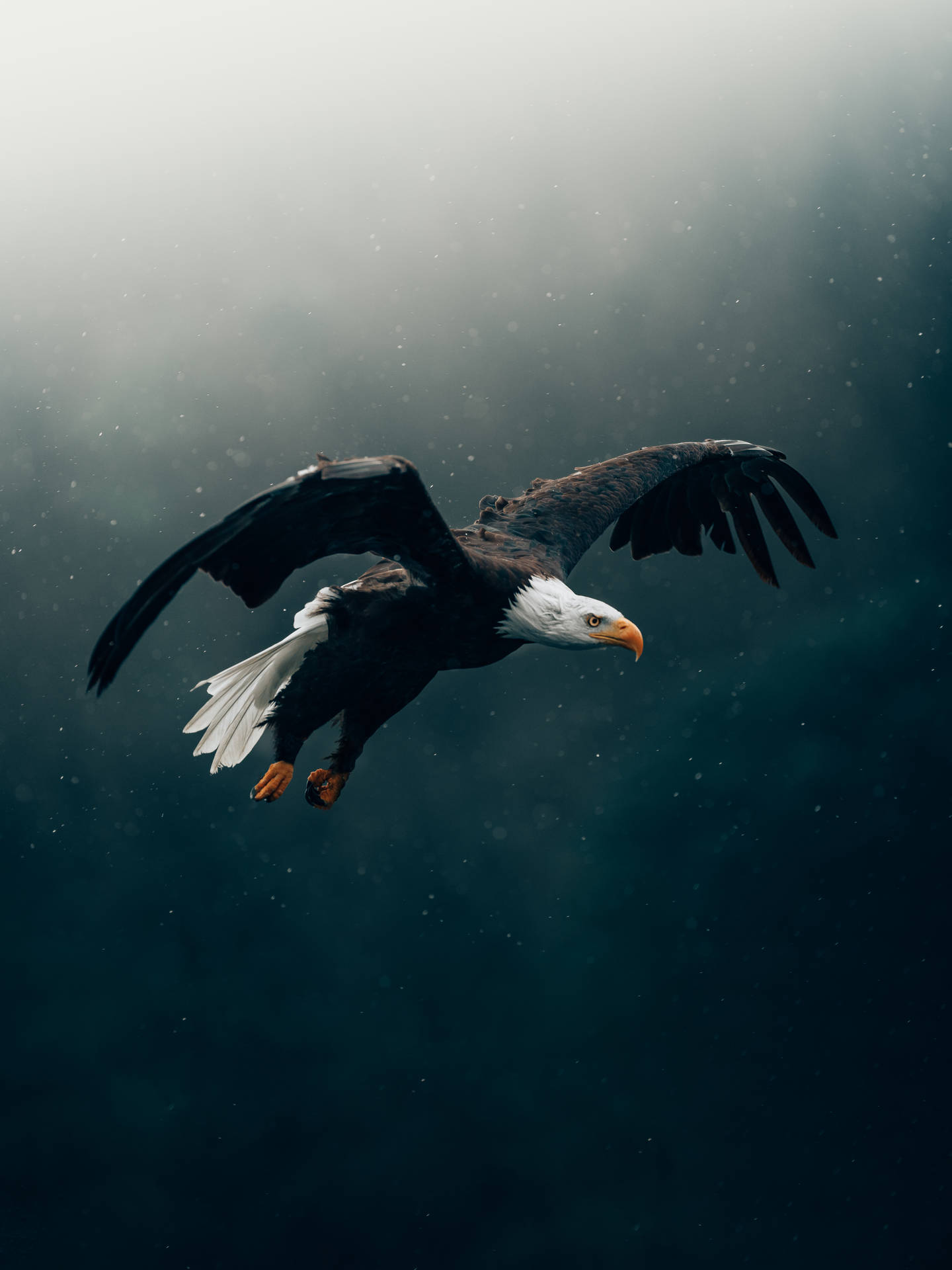 Flygandeskallig Aguila På Gradient Wallpaper