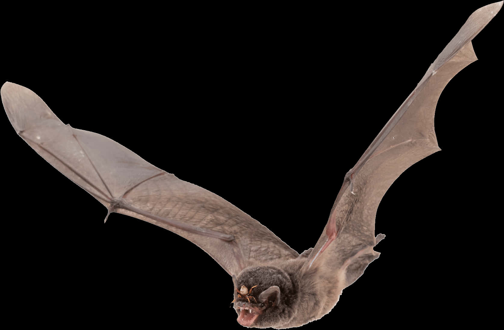 Flying Bat Black Background PNG