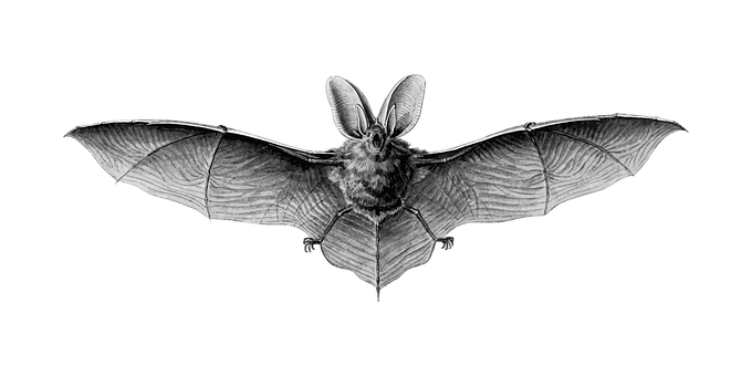 Flying Bat Black Background PNG