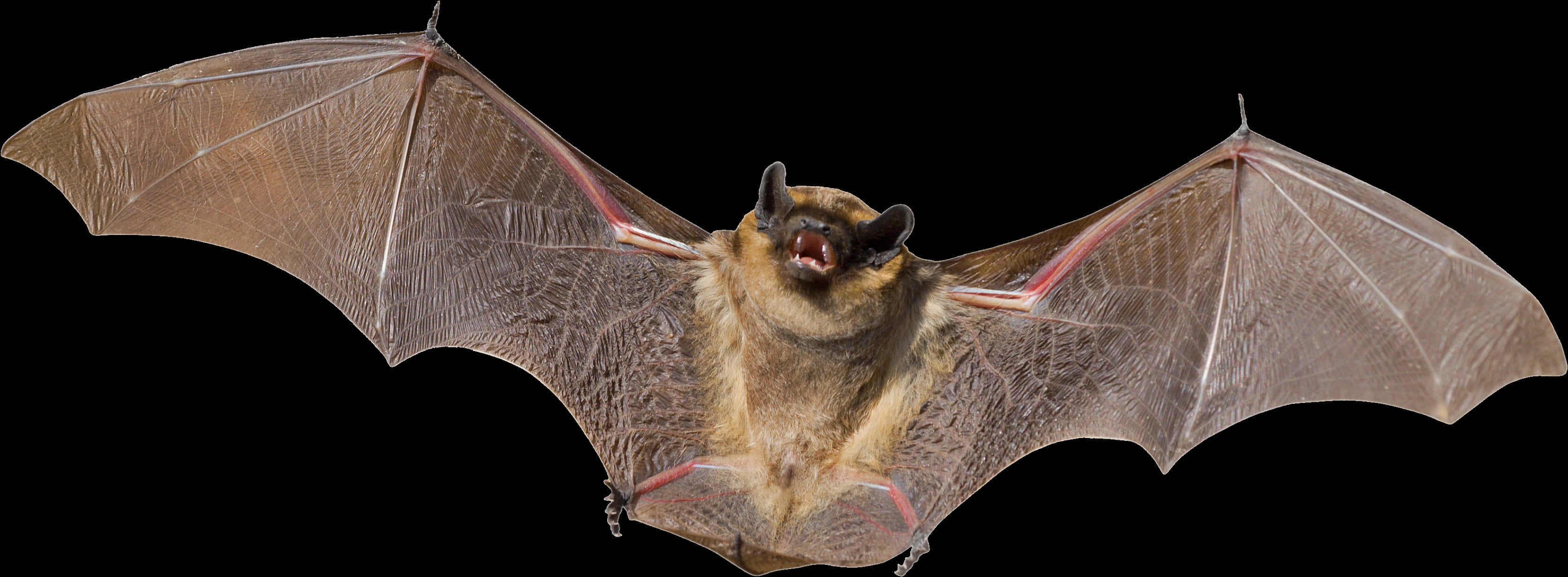 Flying Bat Black Background PNG