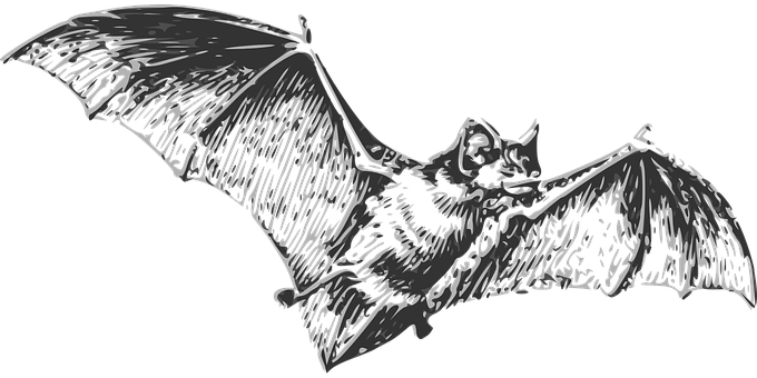 Flying Bat Silhouette PNG