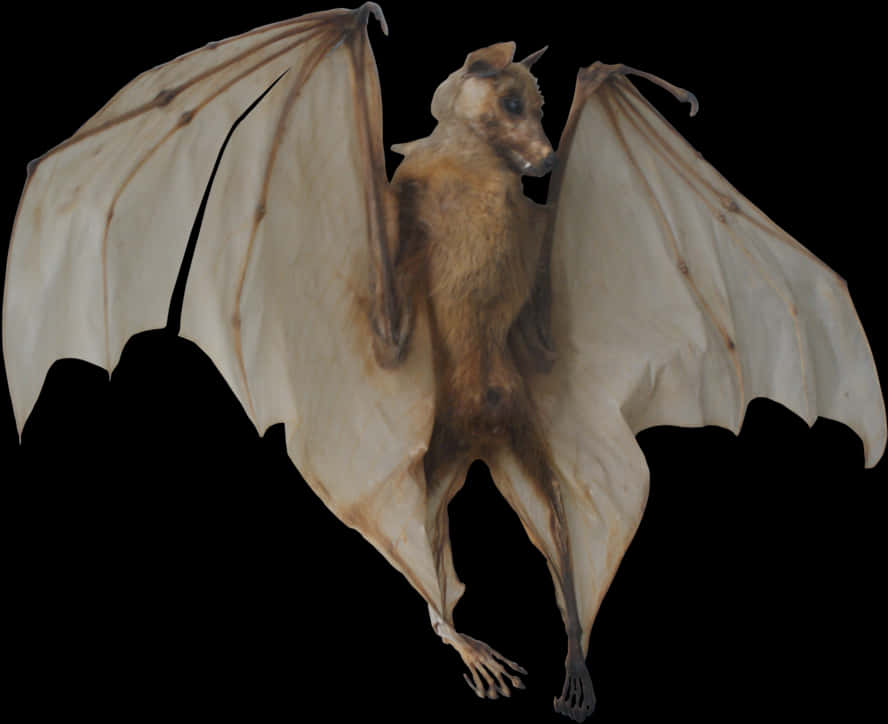 Flying Bat Transparent Background PNG