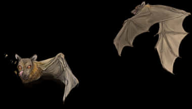 Flying_ Bats_ Illustration PNG