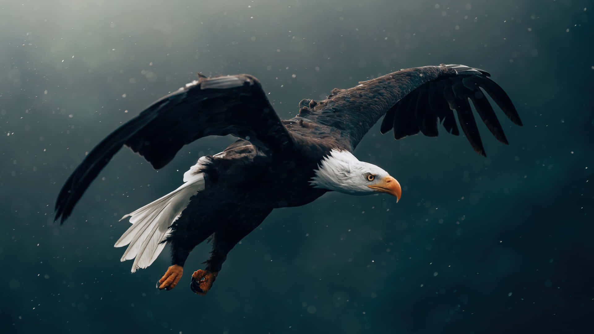 Fliegendervogel: Amerikanischer Weißkopfseeadler Wallpaper
