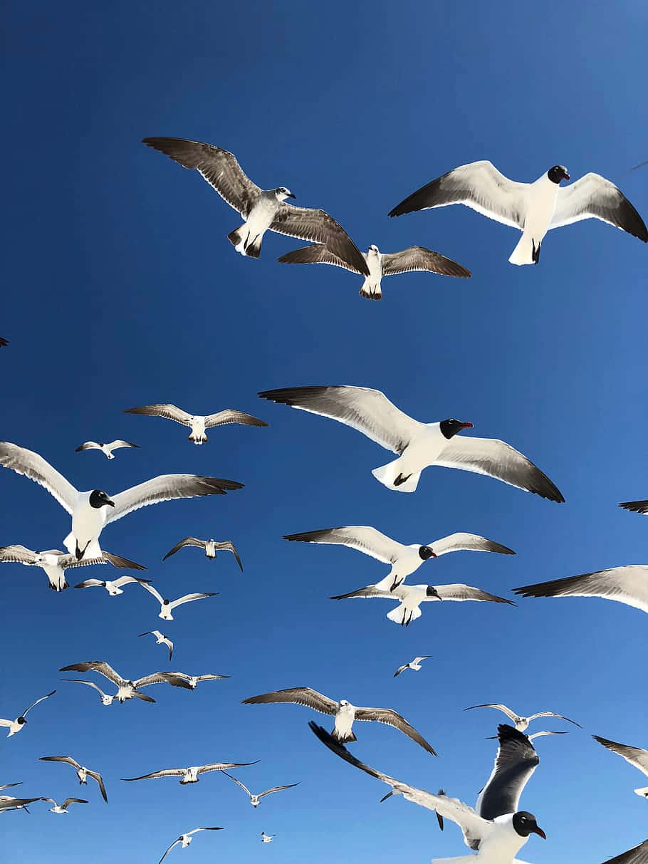 Flying Bird Black-headed Gulls Wallpaper