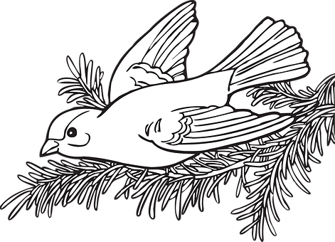 Flying Bird Blackand White Illustration PNG
