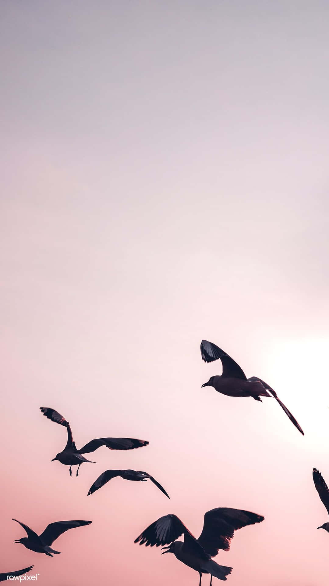 Flyvende Fugleflok af Måger Tapet Wallpaper
