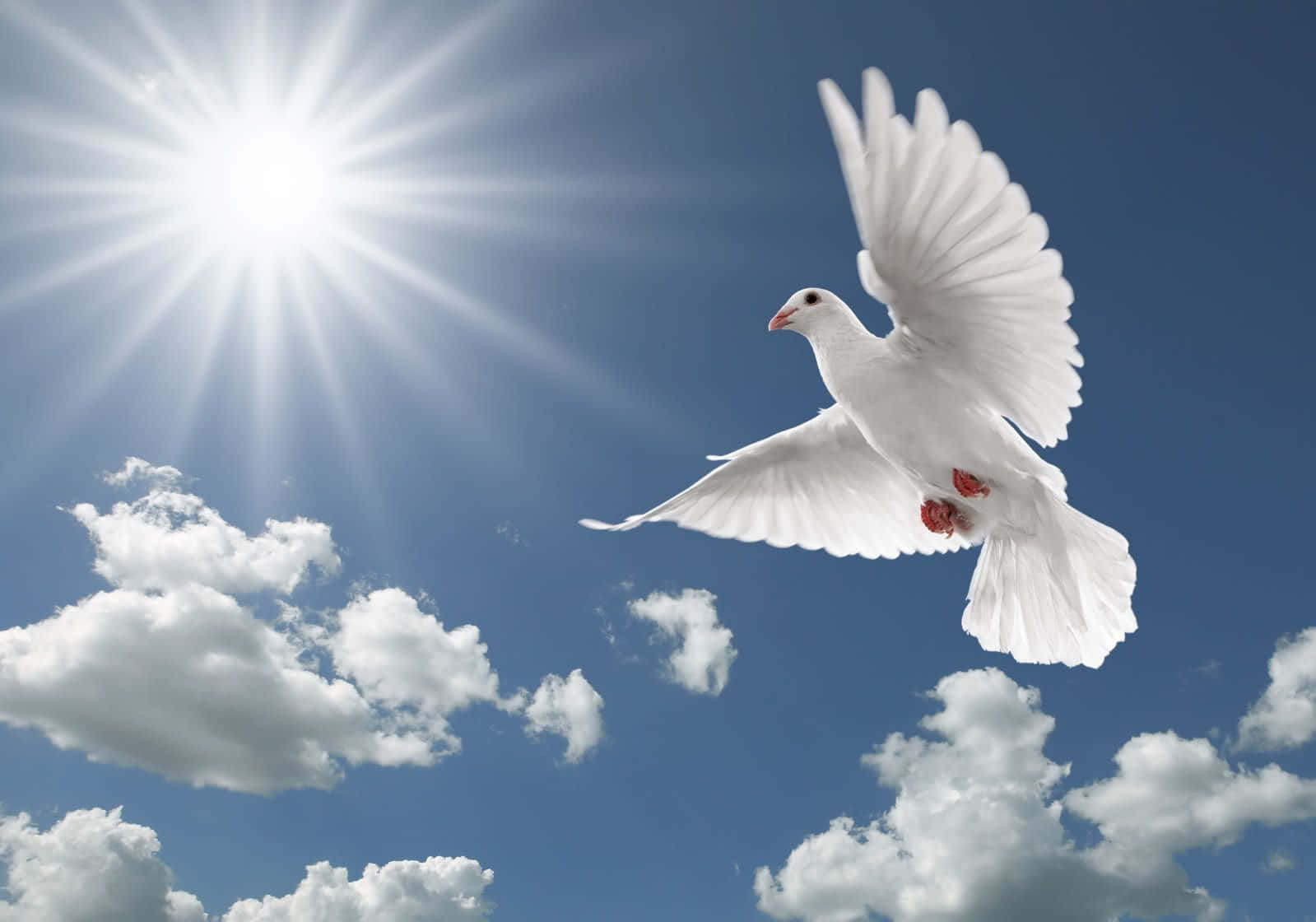 Flying Bird Peaceful White Dove Wallpaper