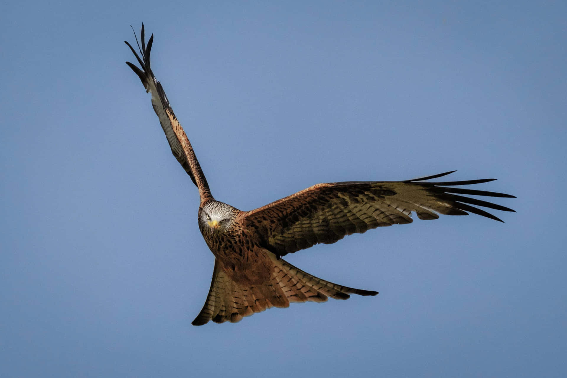 Majestic Red Kite Falcon soaring in the skies Wallpaper