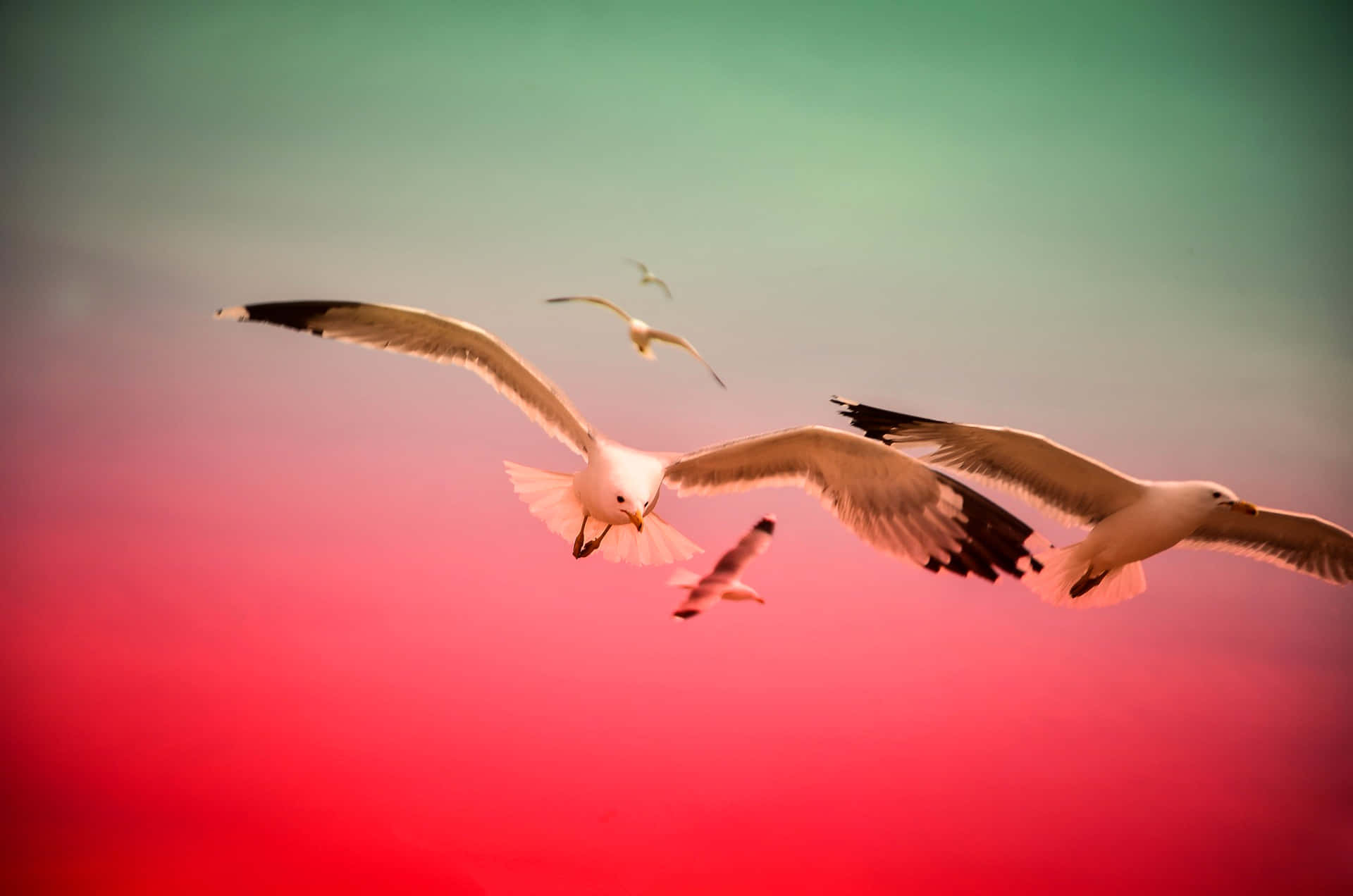 Flying Bird Seagulls In Red Sky Wallpaper