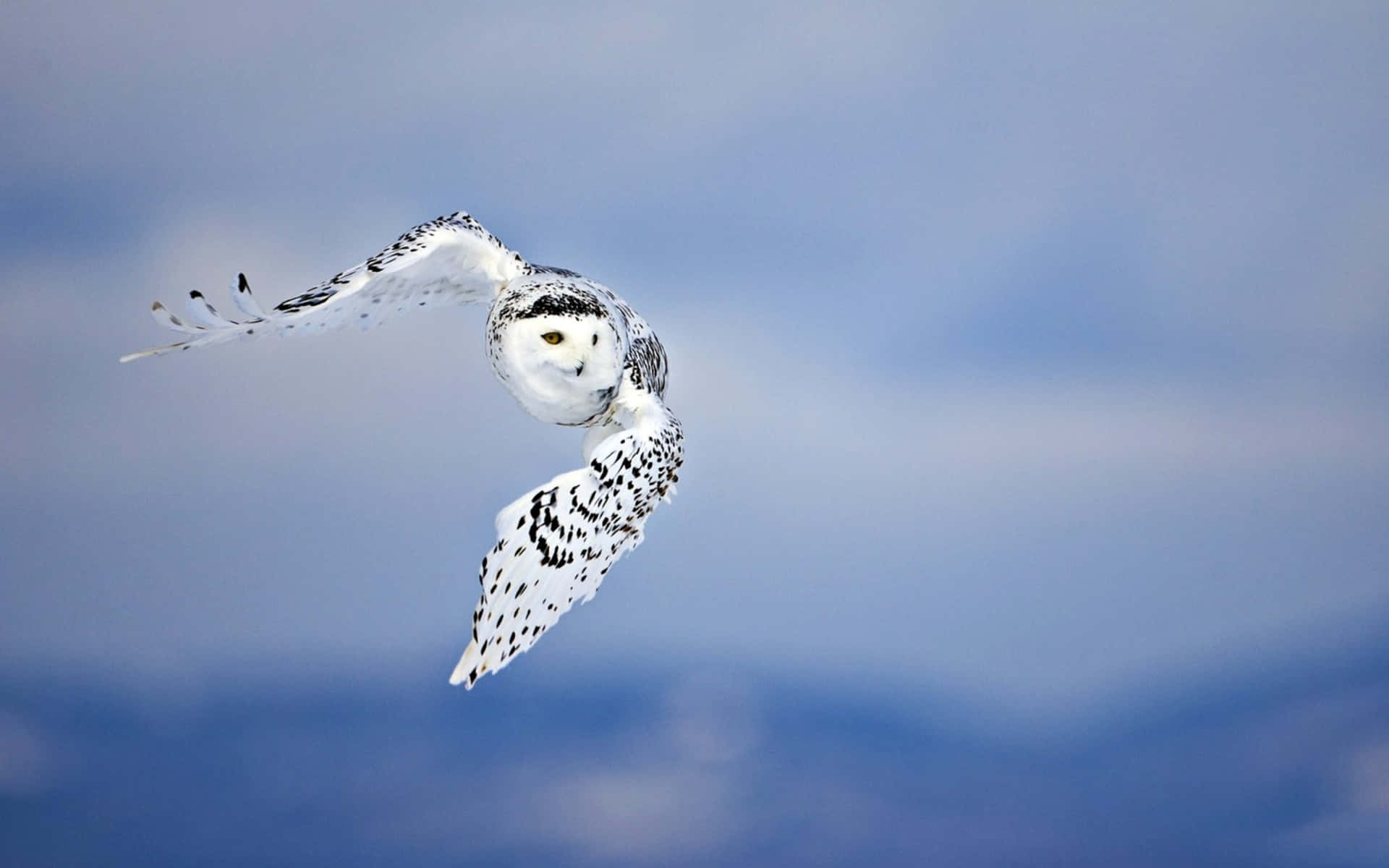 Flying Bird Snowy Arctic Owl Wallpaper