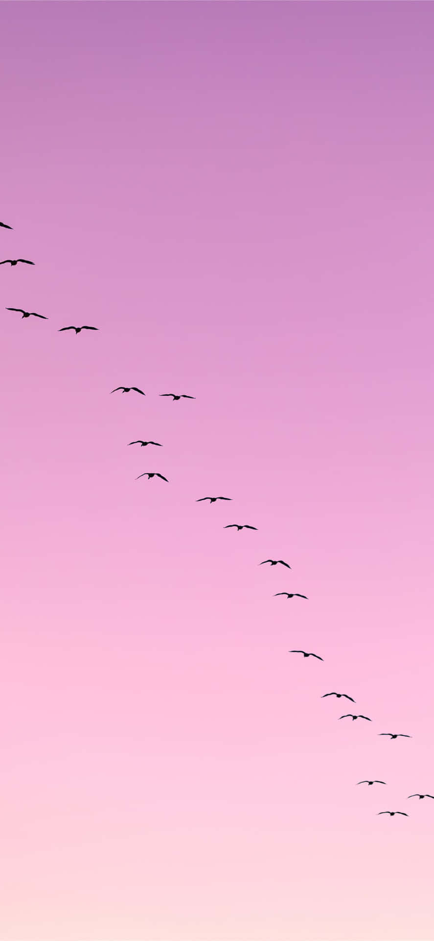 Pájarovolando Dejando Una Estela En El Cielo Rosa. Fondo de pantalla