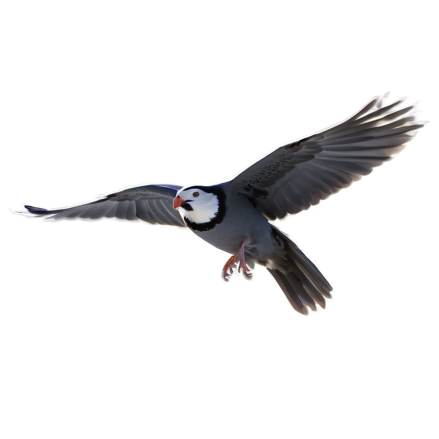 Flying Bird Transparent Png Rxb PNG