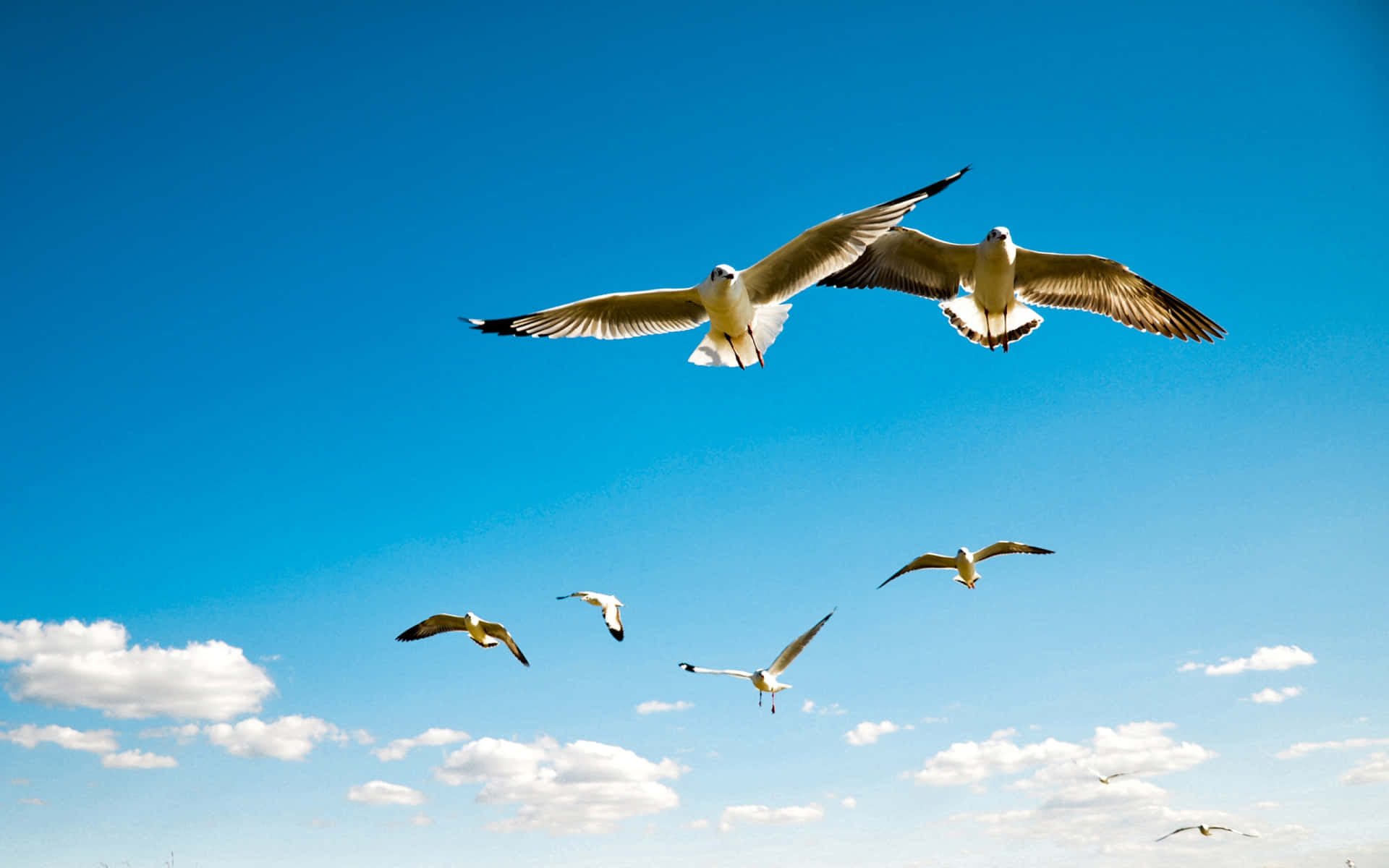 Flyvende Fugl Hvid Albatros Wallpaper
