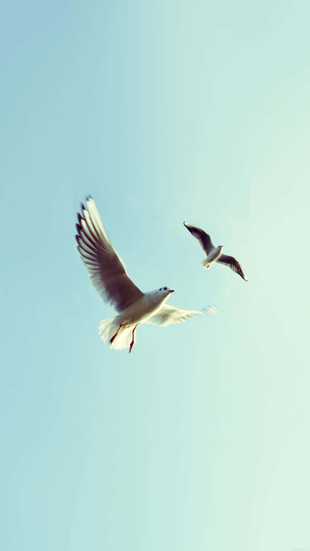 Flying Bird White Seagulls Wallpaper
