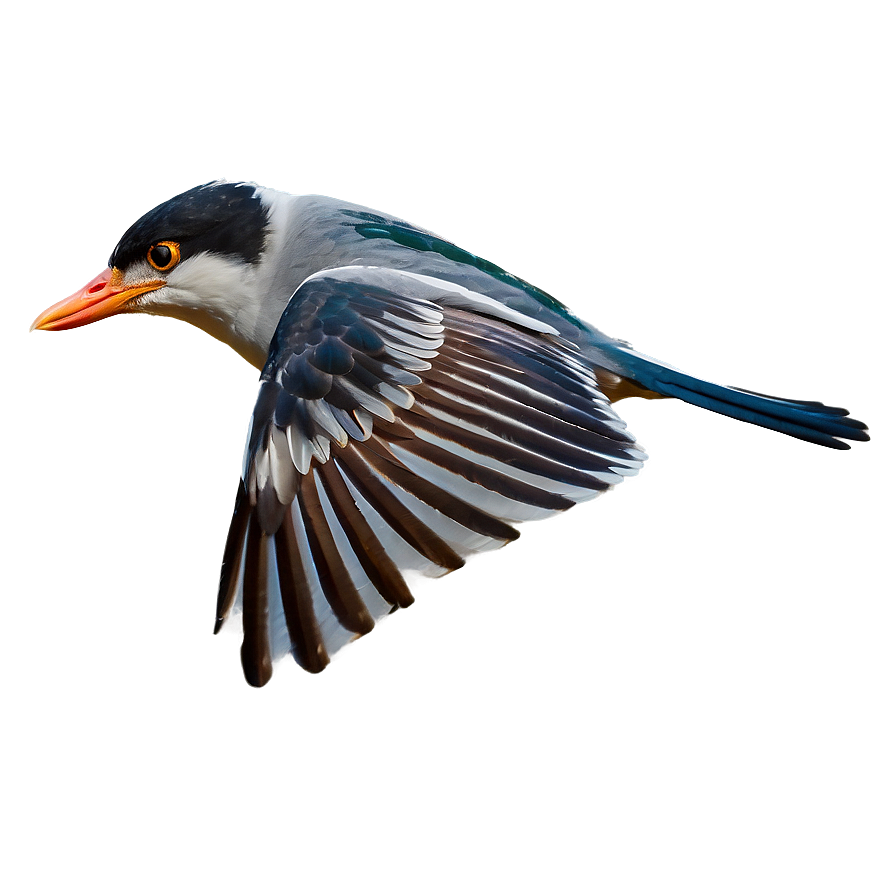 Flying Bird With Open Wings Png 06202024 PNG