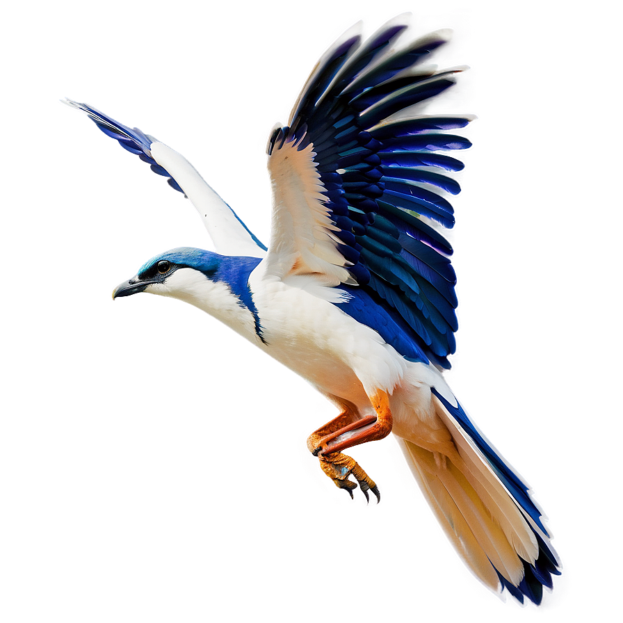 Flying Bird With Open Wings Png 06202024 PNG