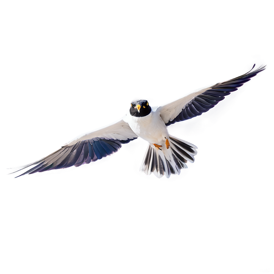 Flying Bird With Open Wings Png 24 PNG