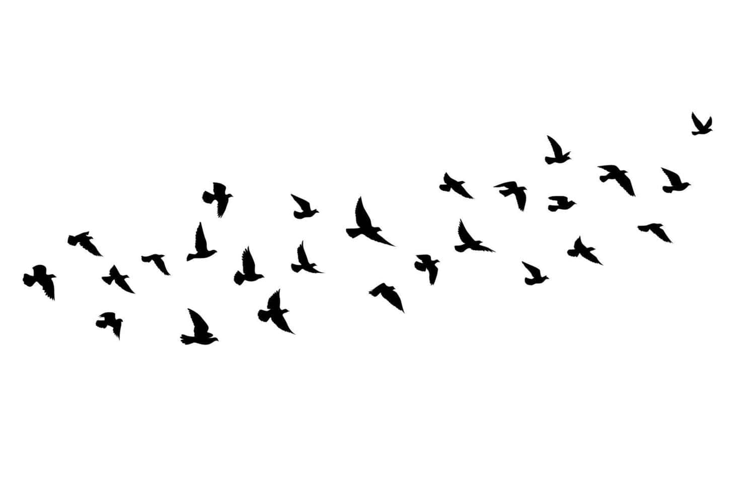 Flying Birds Black-and-white Art Wallpaper