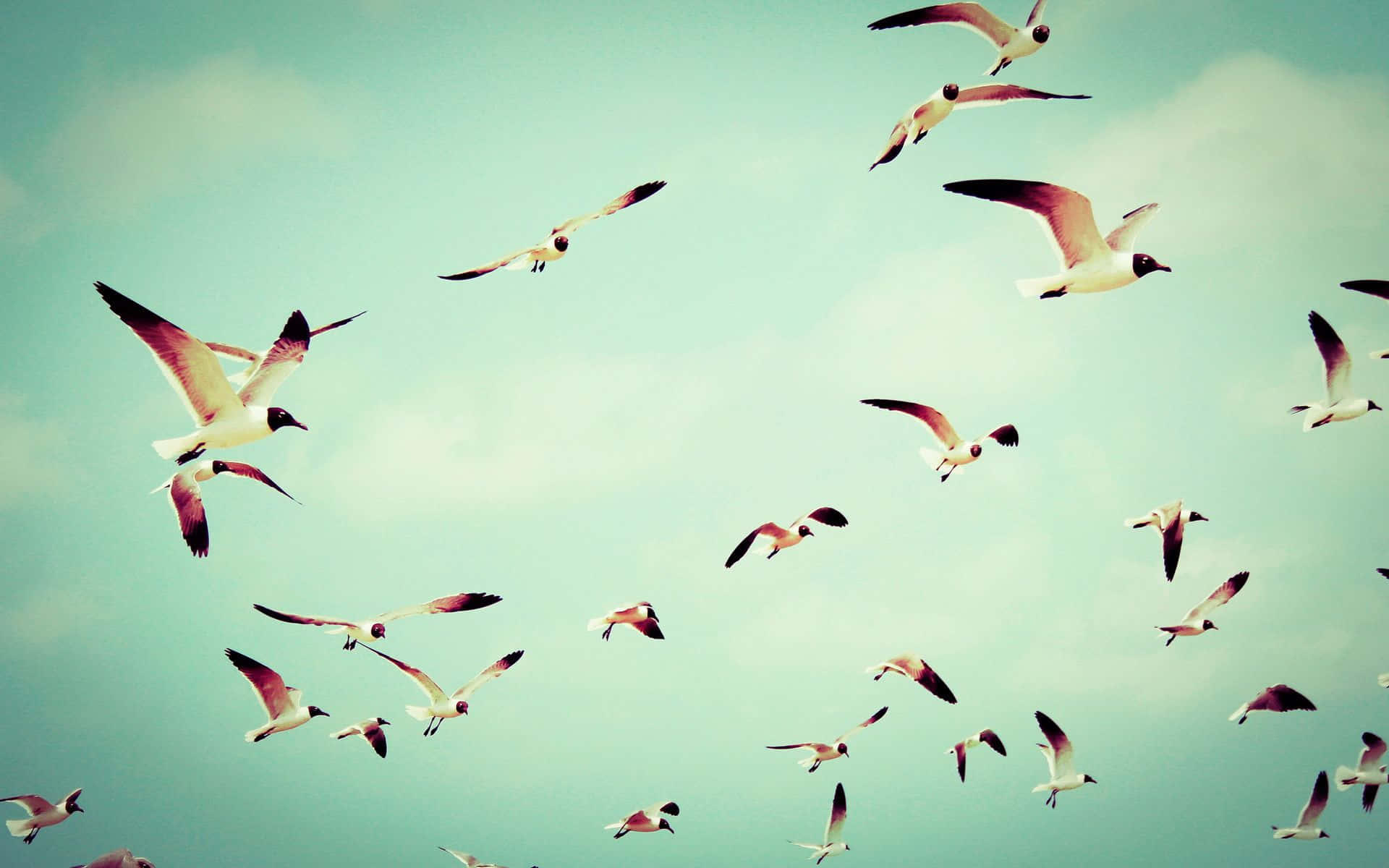 Flying Birds Flock In Green Sky Wallpaper
