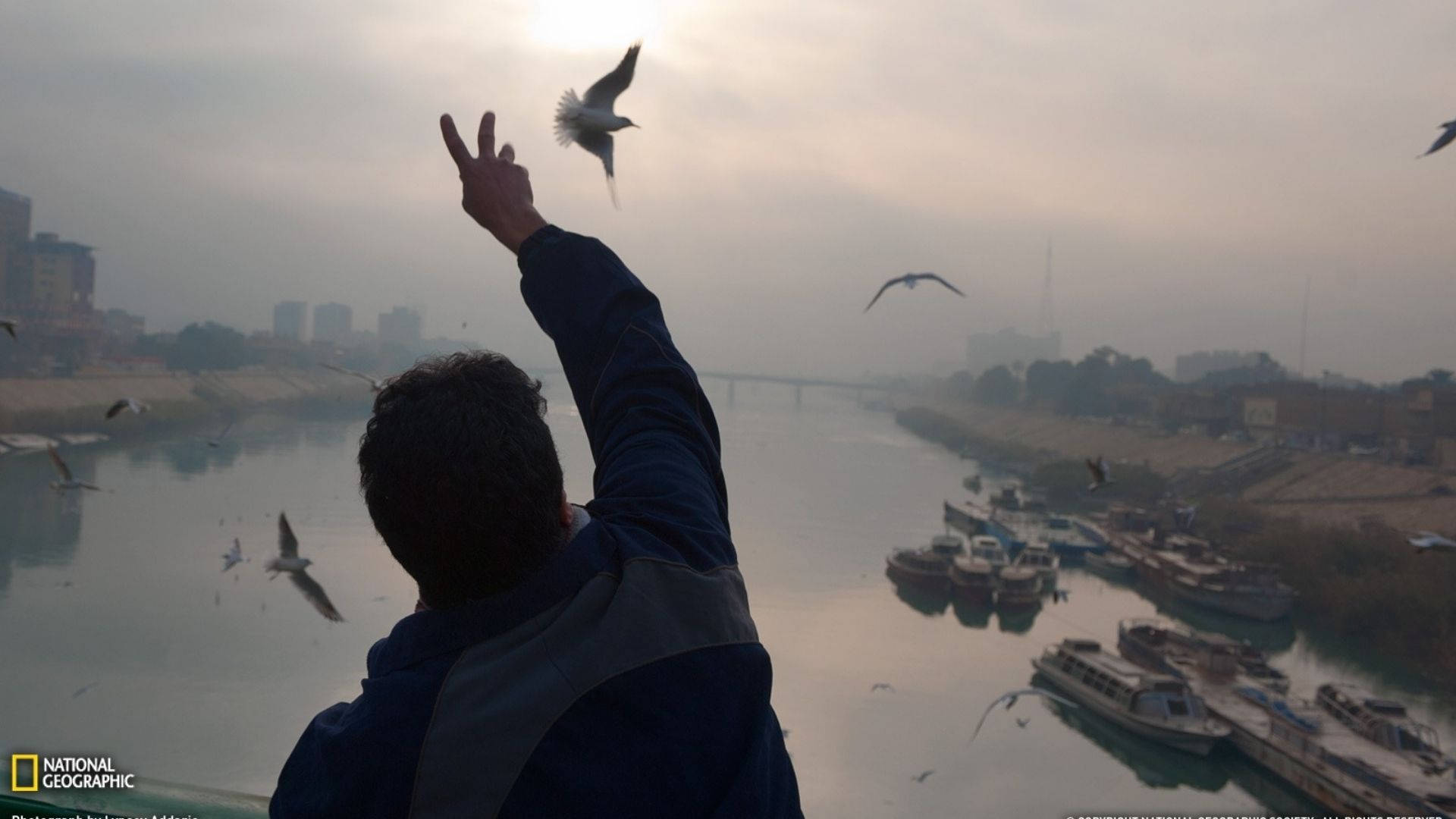 Flying Birds In Baghdad