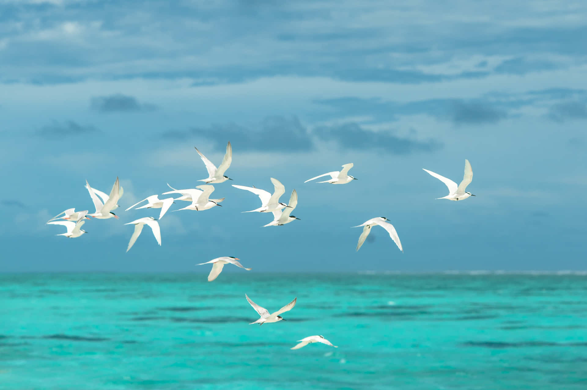 Flying Birds In The Ocean Wallpaper