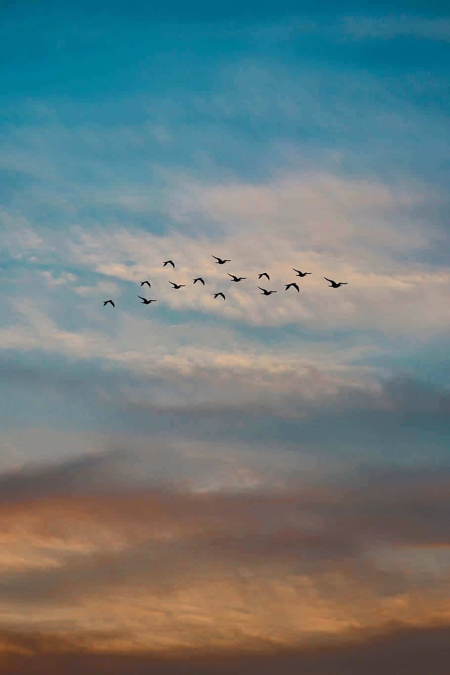 Flygandefåglar På Himlen. Wallpaper