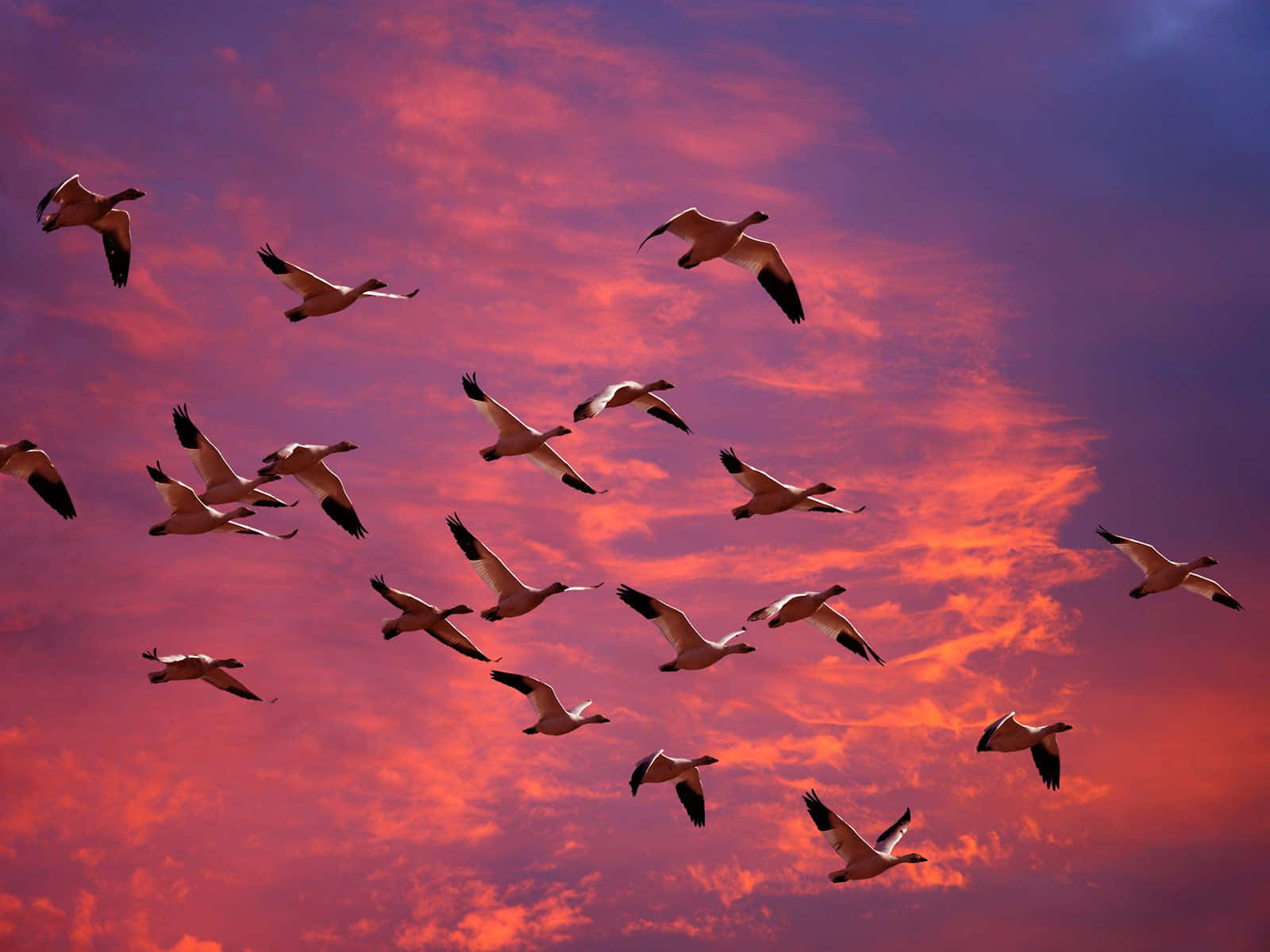 Flying Birds Migrating Snow Geese Wallpaper