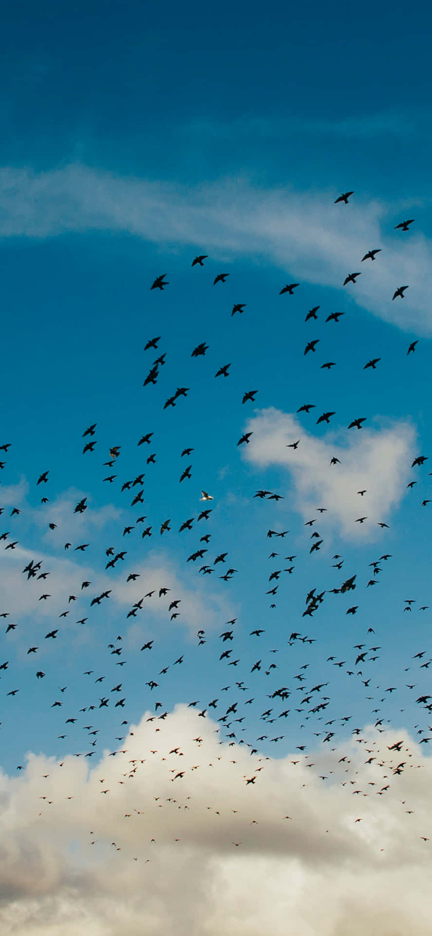 Flying Birds Migration Wallpaper