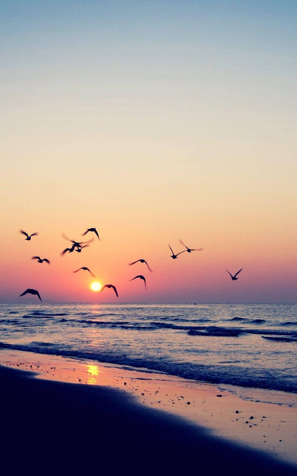 Flying Birds On Beach During Sunset Wallpaper