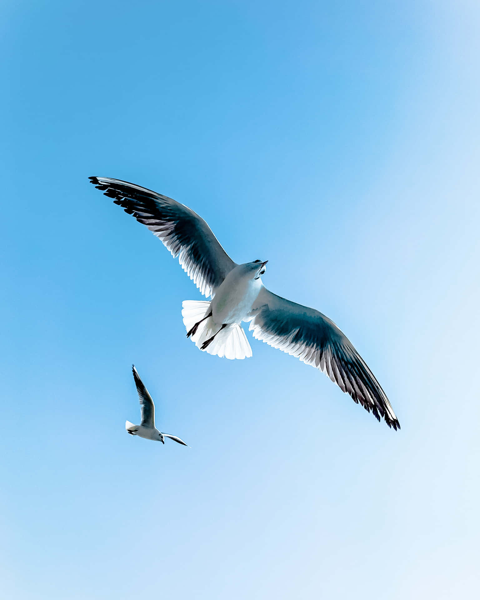 Flyvende fugle par af måger lige på skyerne STK Wallpaper