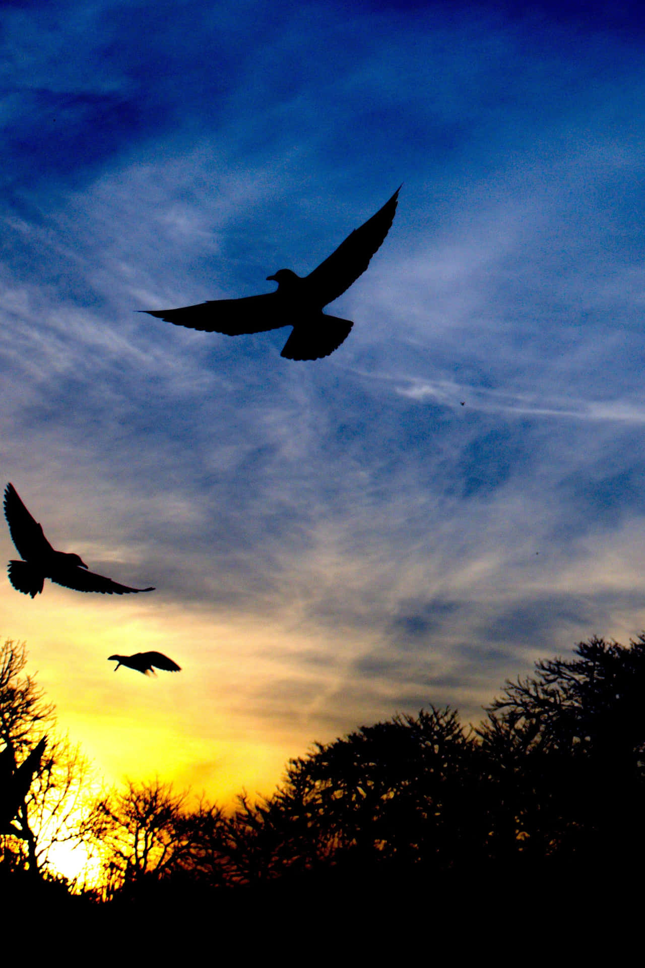 Flyvende fugle silhuet i blå himmel. Wallpaper