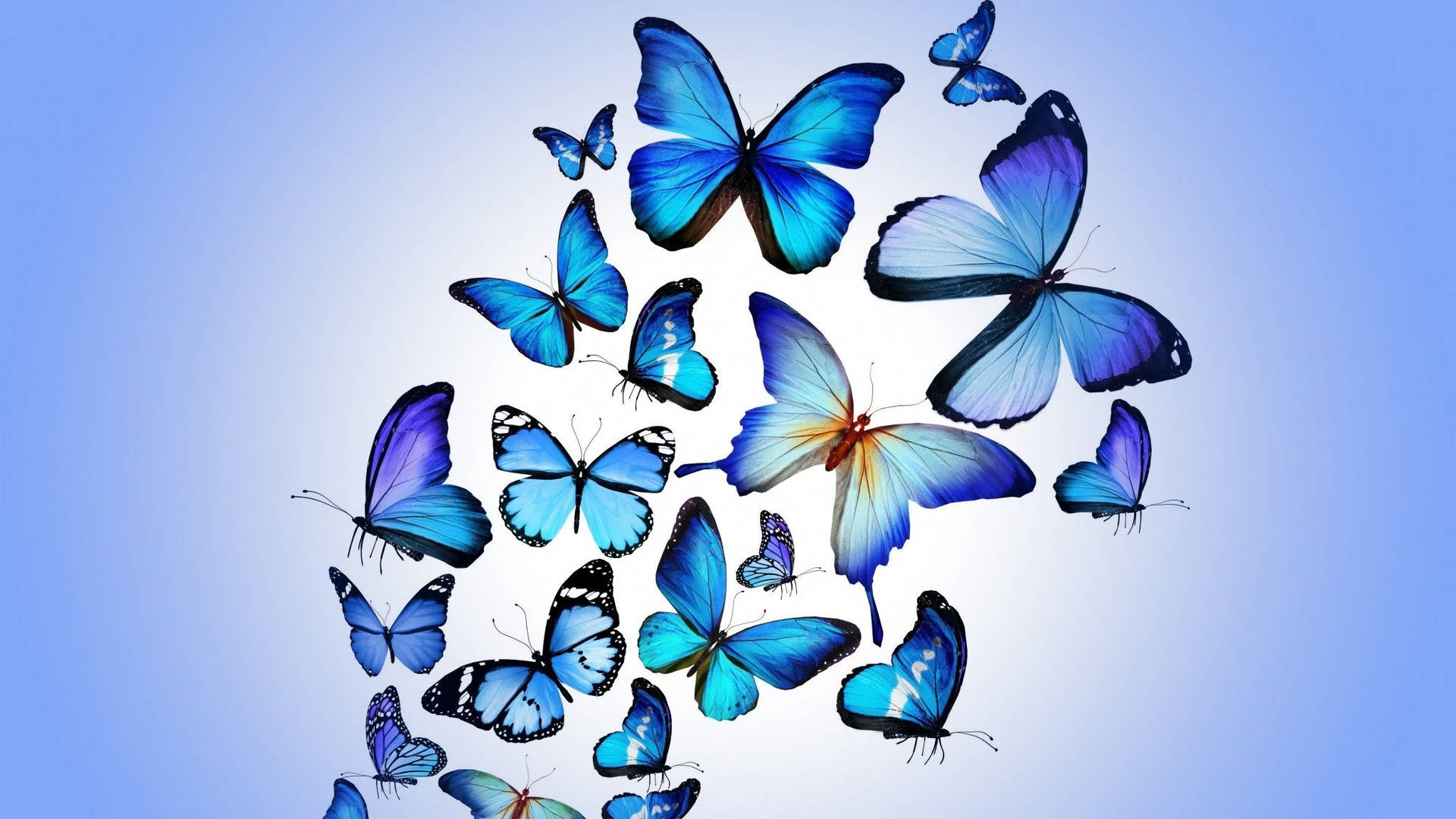 Fliegenderblauer Schmetterling Ästhetisch Wallpaper