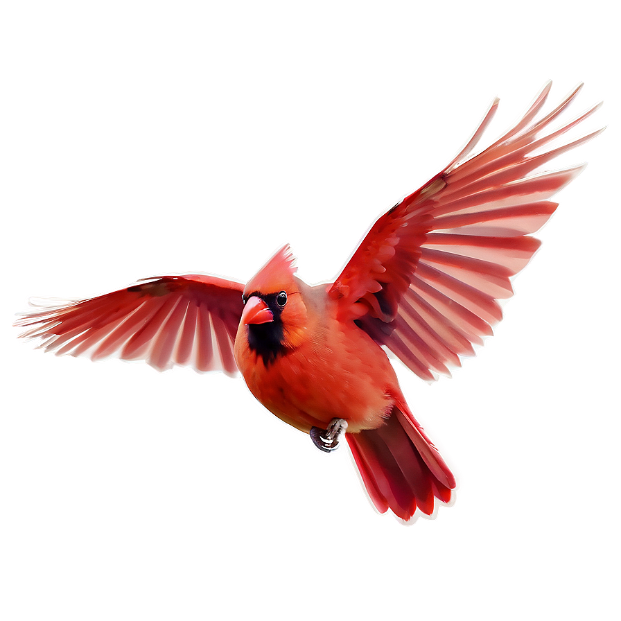 Flying Cardinal Bird Png 06252024 PNG