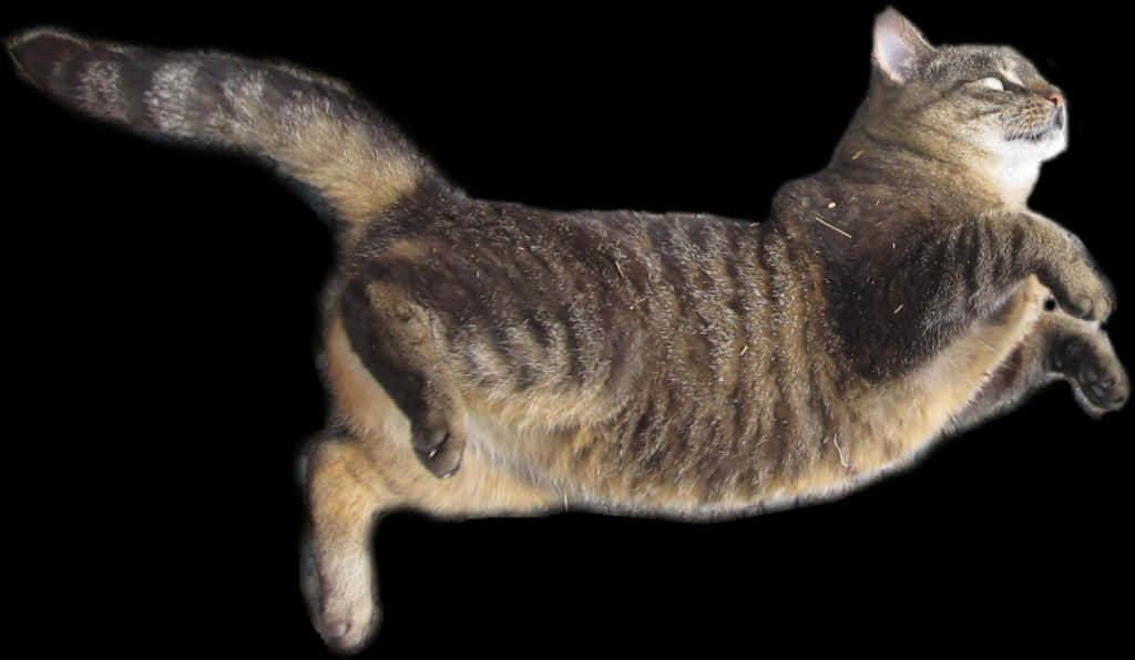 Flying Cat Black Background PNG