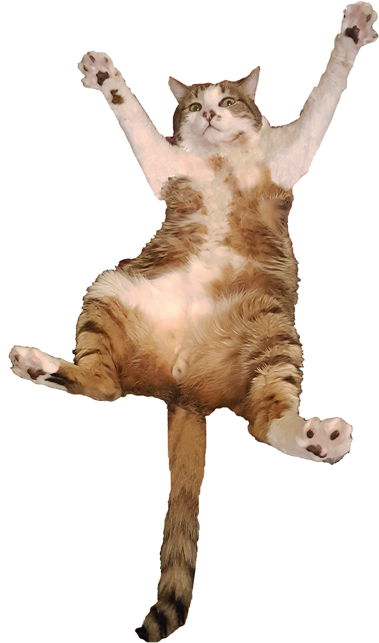 Flying Cat Mid Air Jump PNG