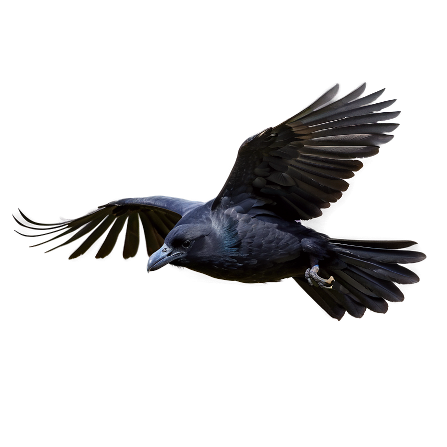 Download Flying Crow Png 30 | Wallpapers.com