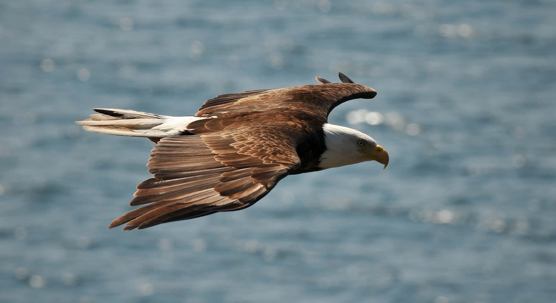 Flying Eagle African Fish Specie Wallpaper