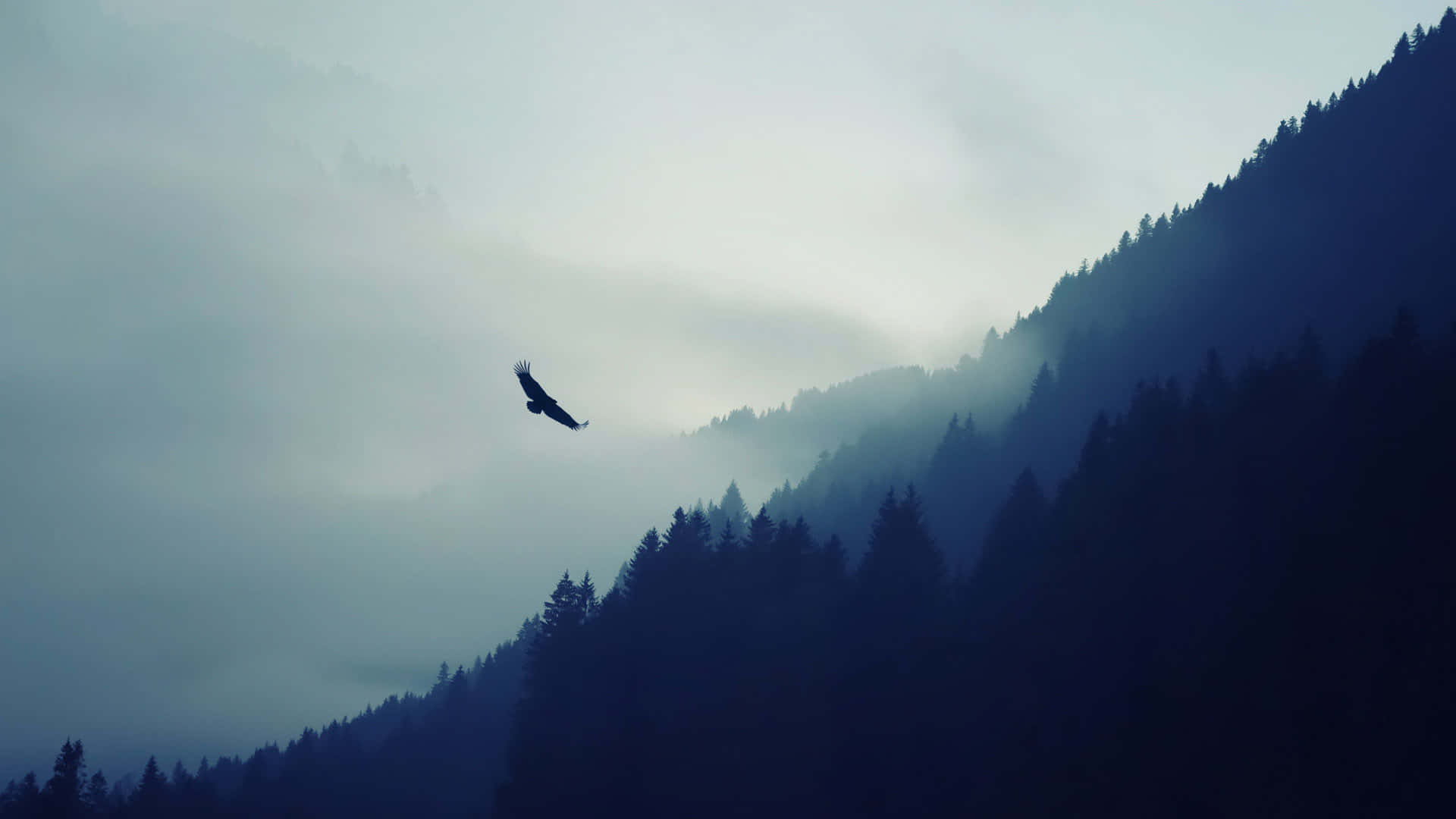 Águilavolando En Un Bosque Cubierto De Niebla. Fondo de pantalla