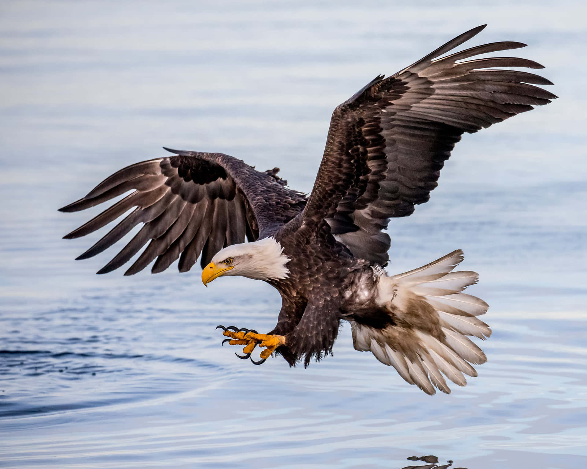 Flying Eagle Hunting In The Sea Wallpaper