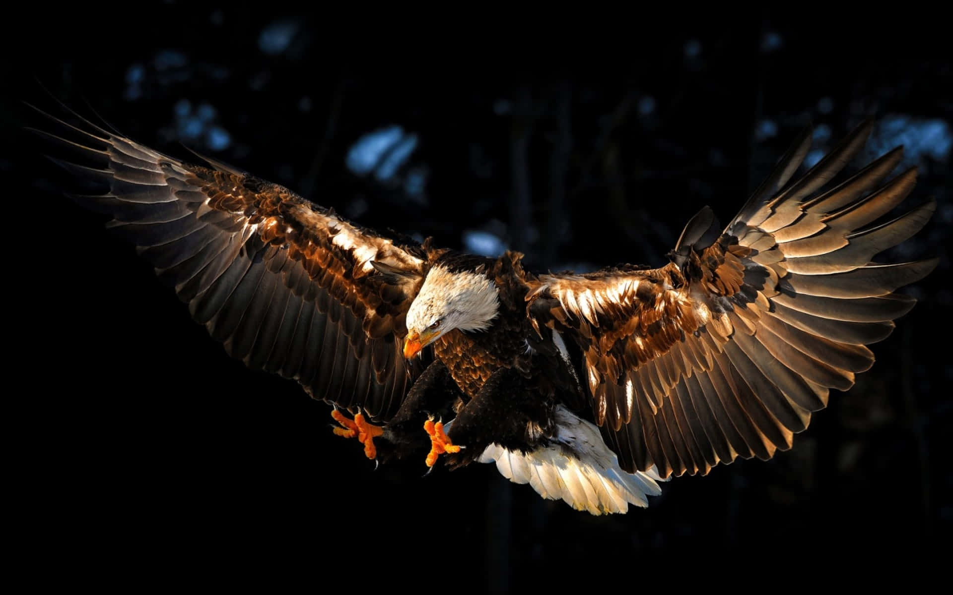 Flying Eagle Hunting With Sharp Talons Wallpaper
