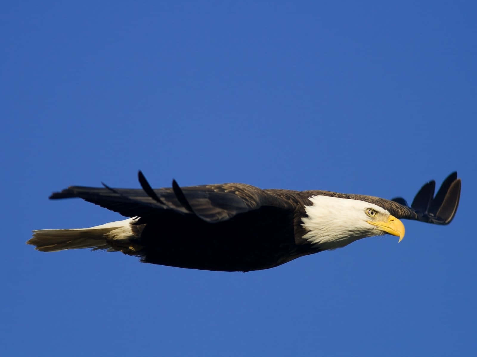 Flying Eagle In Clear Blue Sky Wallpaper